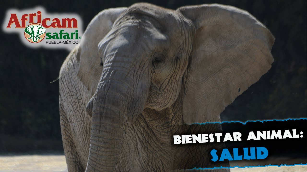 Asegurando el bienestar: La salud de los elefantes con Frank Carlos Camacho en Africam Safari 🐘