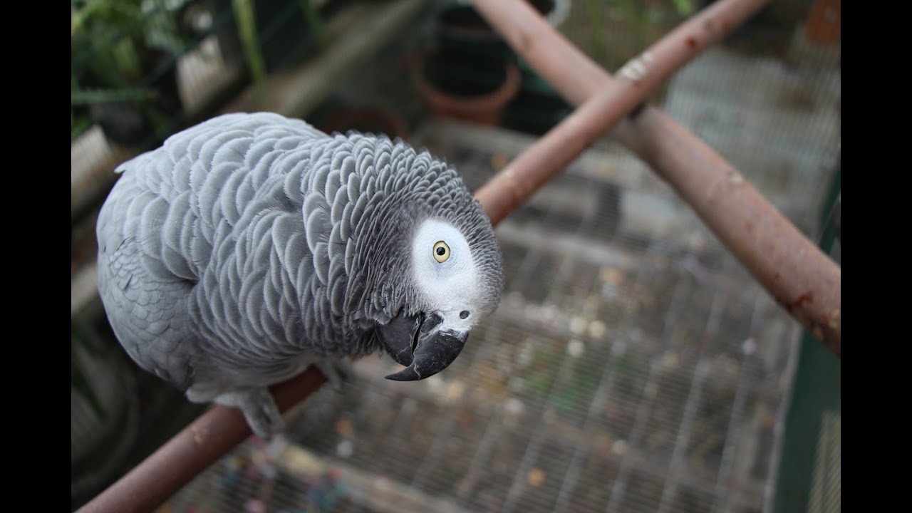 Socializing the One Person Bird