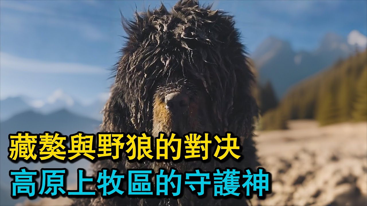 藏獒與野狼的對決，高原上牧區的守護神！雪豹的無奈，藏獒的守護讓獵手也望而卻步！雪豹偷襲牧場，藏獒慘遭襲擊，面臨生死考驗！