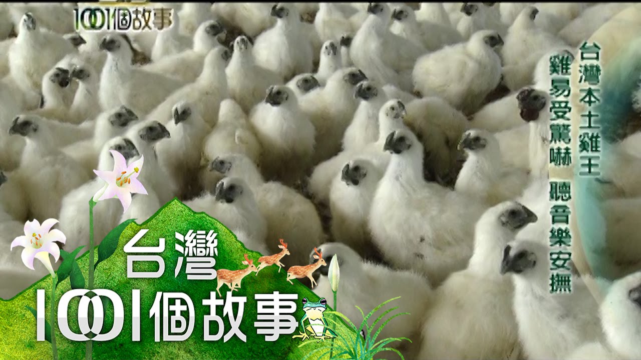 台灣本土雞王 有色雞達人 年產百萬隻 第069集 part3【台灣1001個故事】2010年