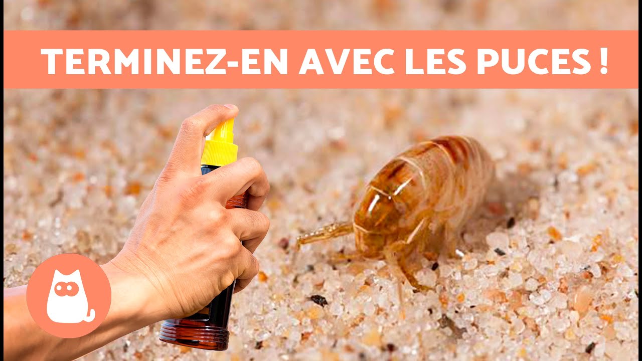 Comment SE DÉBARRASSER DES PUCES ? 🪳❌ 5 Remèdes Naturels ✅