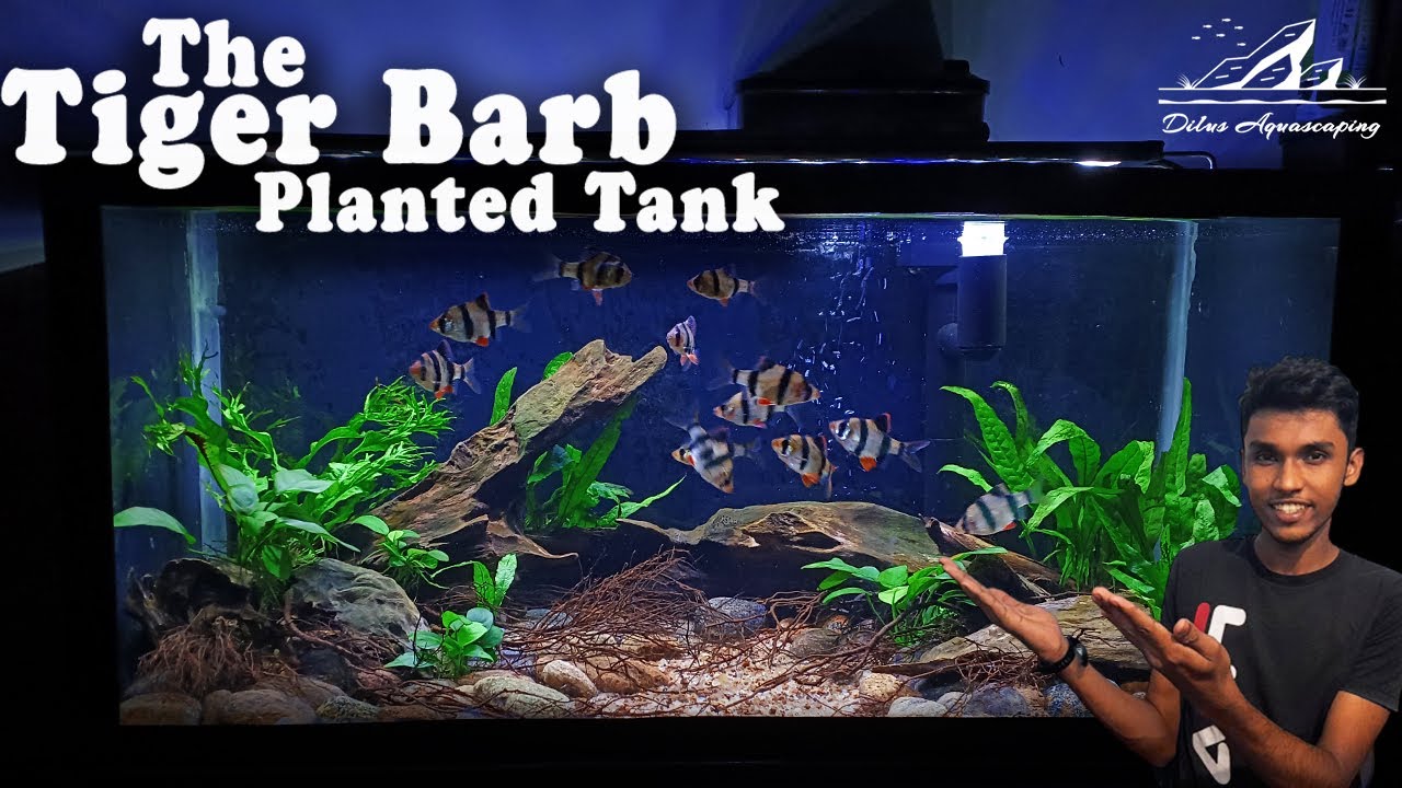 Create a Stunning Tiger Barb Tank: Step-by-Step