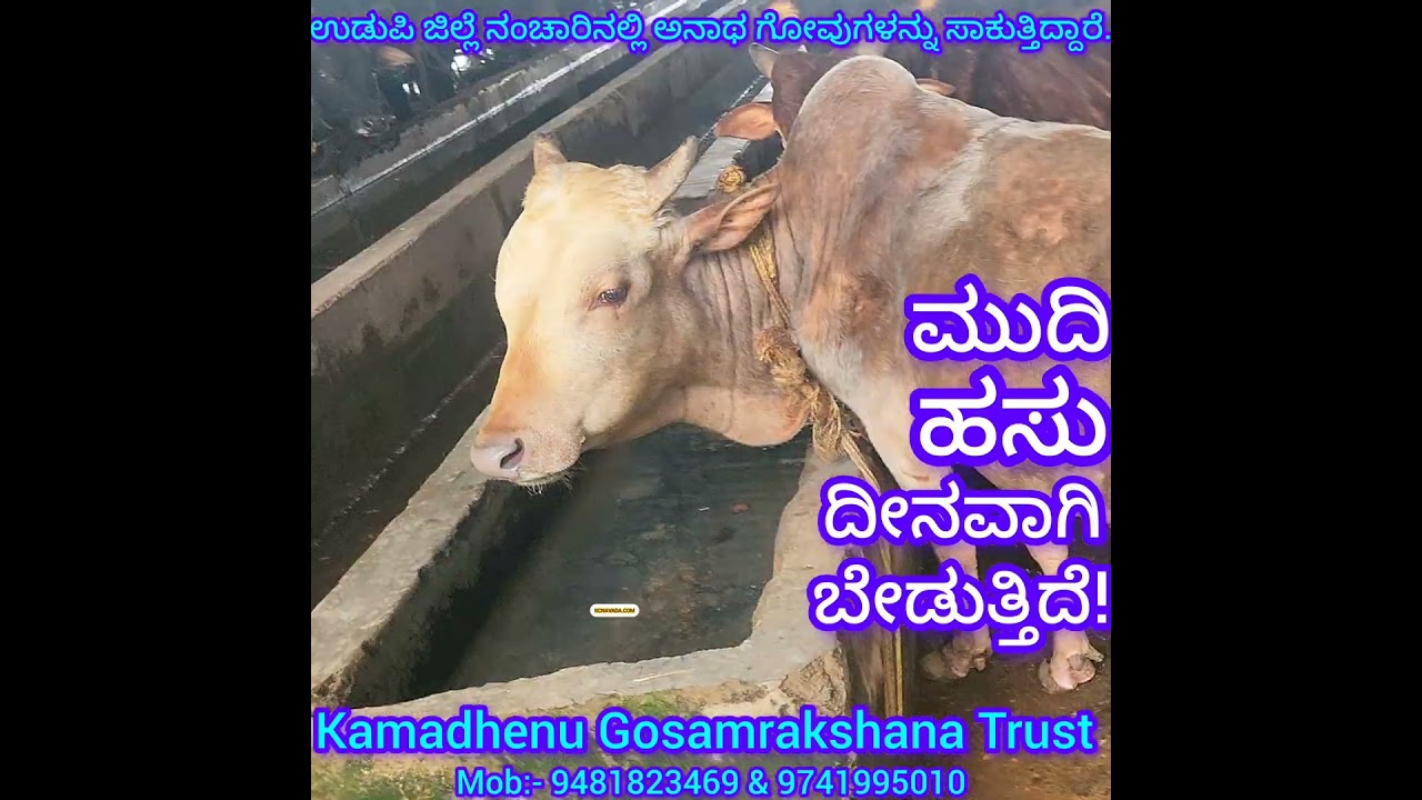 Begging Cow? ಬೇಡುವ ಹಸು? A Scene found in a Goshala ಅನಾಥ ಗೋವುಗಳ ಸಾಕಾಣಿಕೆ ಕೇಂದ್ರದಲ್ಲಿ ಒಂದು ಮುದಿ Cow