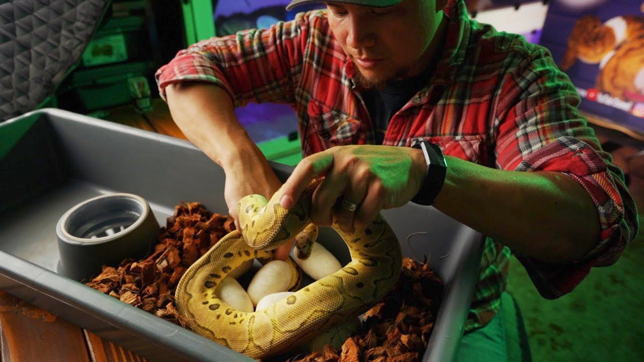 Our First Scaleless Head Ball Python Clutch and it's ALL CLOWNS