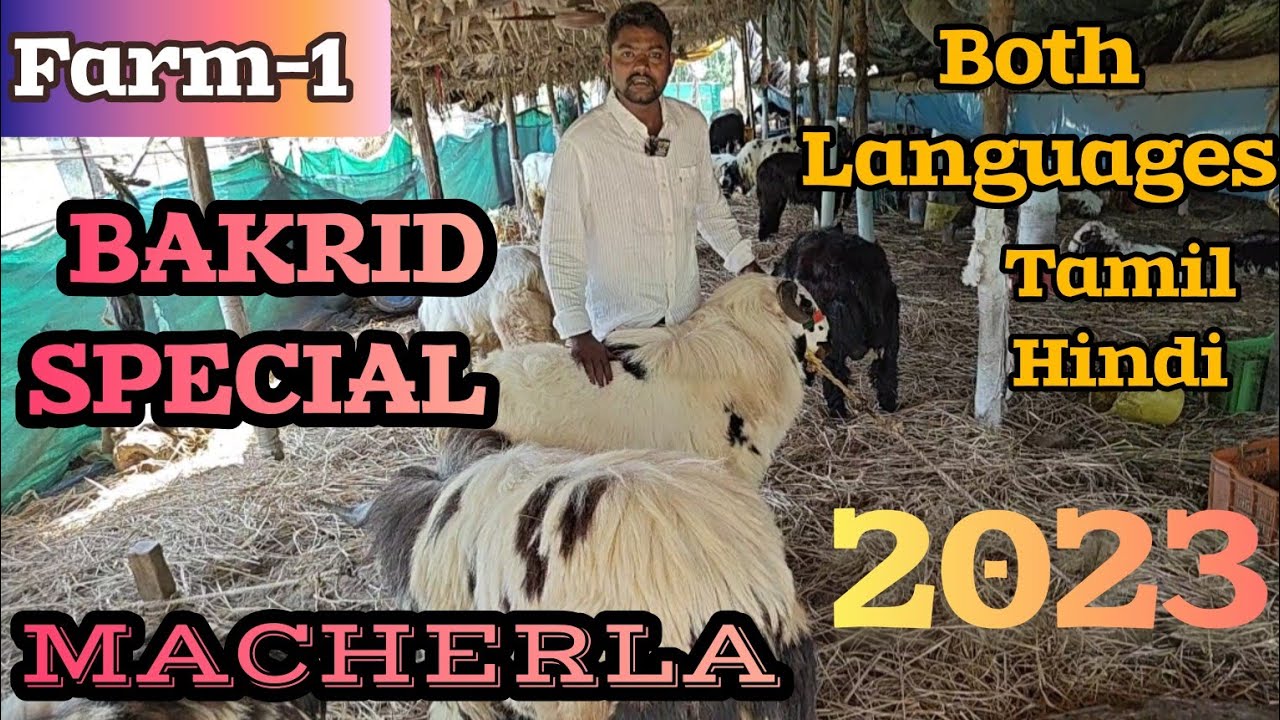 [Ajju eid special sheep farm] Macherla top quality bakrid special sheeps (Explained Hindi&Tamil)