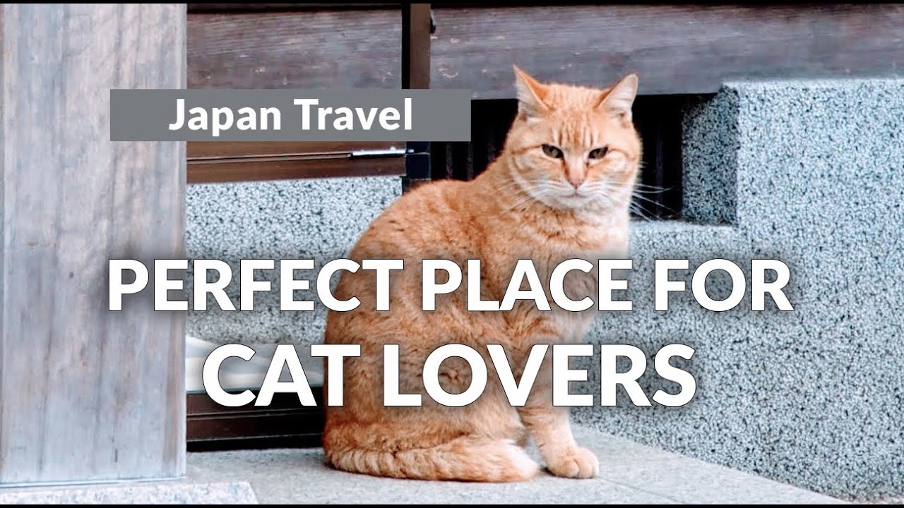 WHAT, WHERE, WHY, & HOW: Japan is the perfect place for cat lovers.