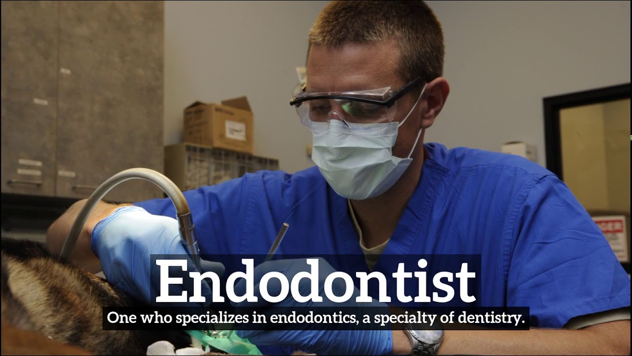 How to Say Endodontist in English? | How Does Endodontist Look? | What is Endodontist?
