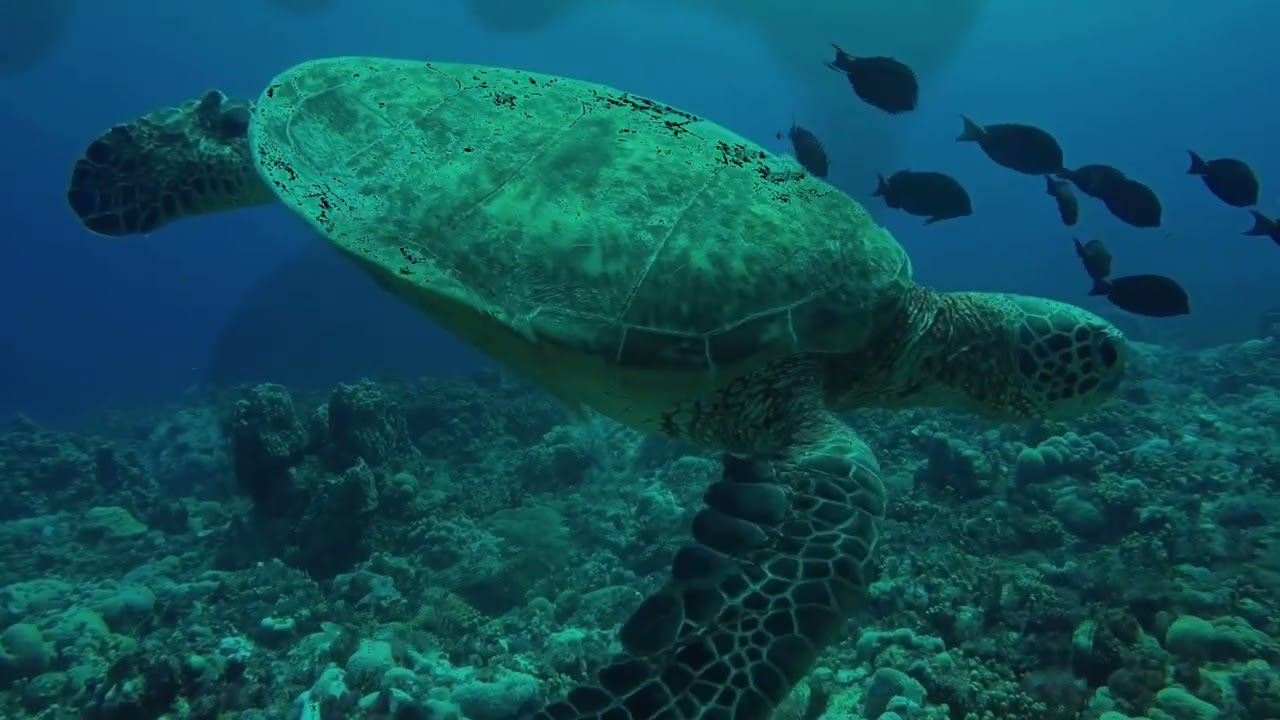 67 Minutes Deep Ocean Sleep 🌊 Drift Into Deep Rest | Calm & Safe Night