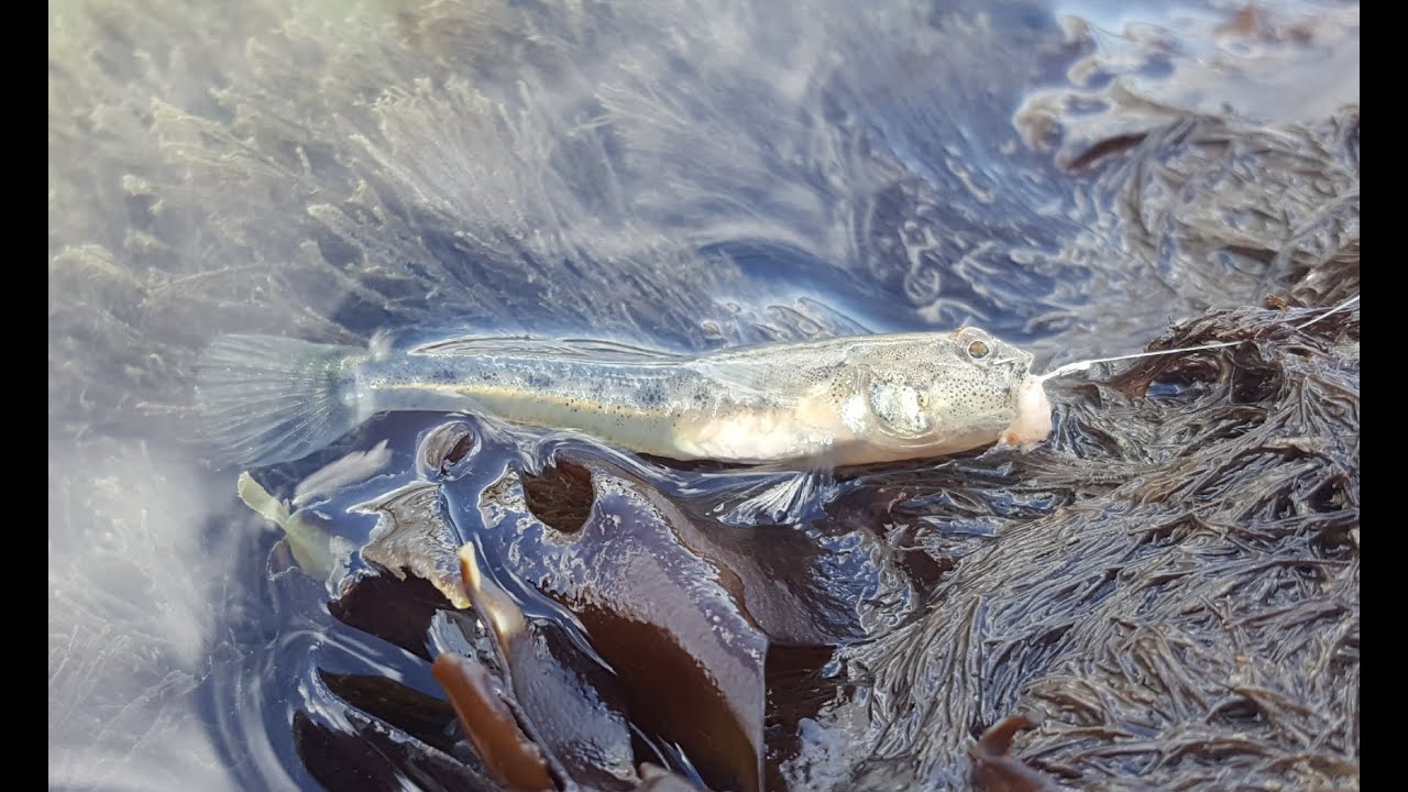 Species Hunt Update April-ish 2021