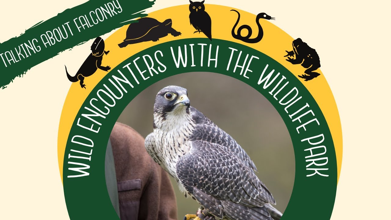 Falconry Encounter Special Part 1
