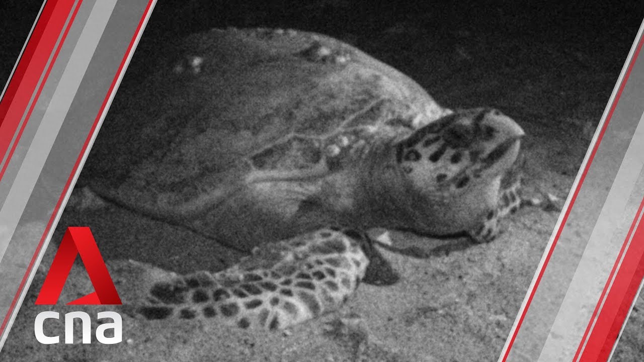 Once turtle poachers, now their guardians