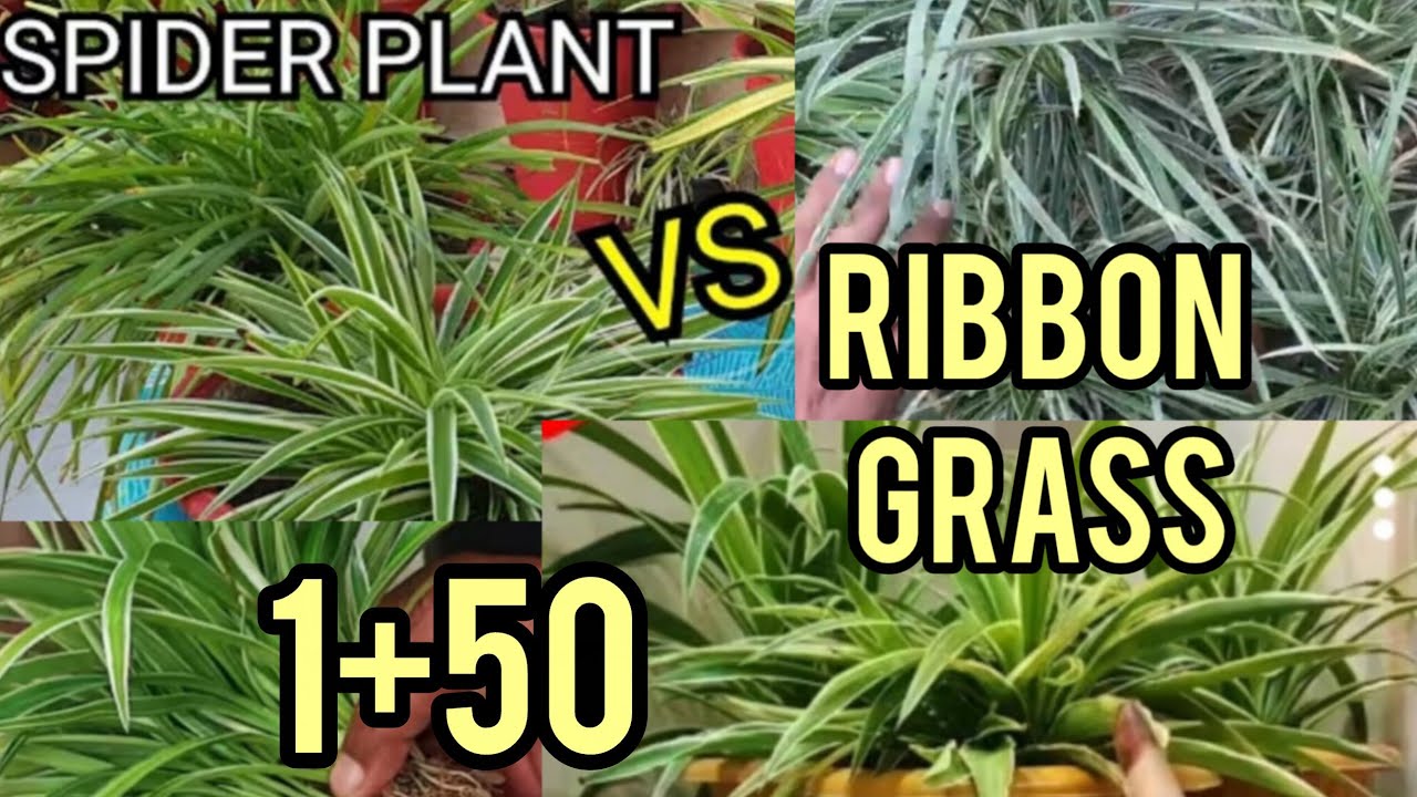 How To Grow Spider Plant/ RIBBON GRASS//at Home (Easy To grow Healthy Spider Plant | Beginner..