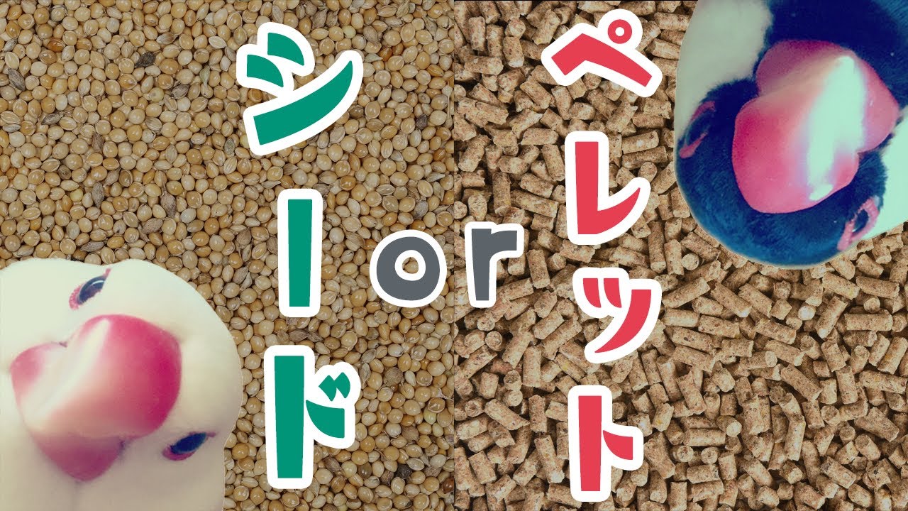 【保存版】シード？ペレット？どっちがいいの？