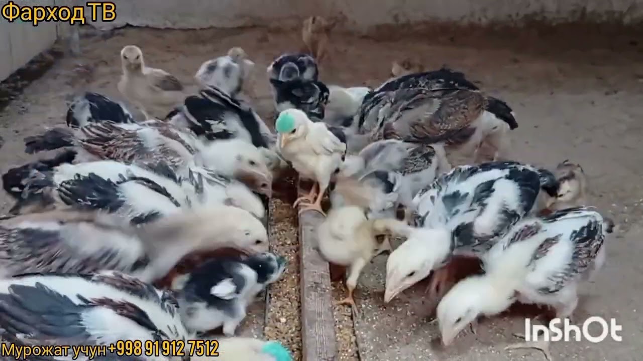 ЖУЖА ЗАКАЗ КЛГАНЛАР УЧУН 
