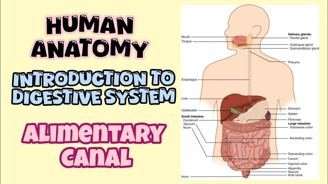 Introduction to digestive system||Alimentary Canal||Human Anatomy||BAMS #diagram #anatomy#digestion 