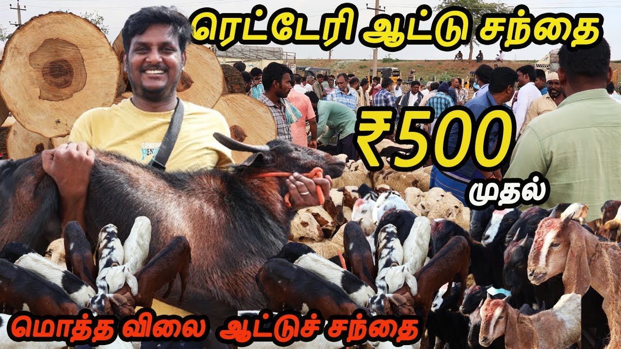 சென்னையில்  500 ரூபாய்க்கு விற்பனை ரெட்டேரி  ஆட்டுச்சந்தை|  Redhills Goat Market -VlovetoR