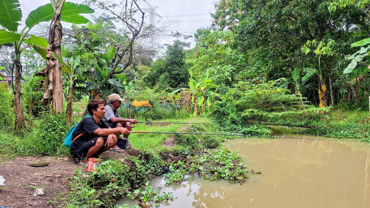 Live Mancing Lik Rockstar Vs Pak Mantri