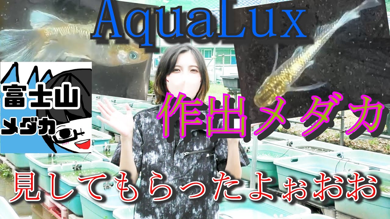 【アクアルークス】作出メダカ見してもらって来ました