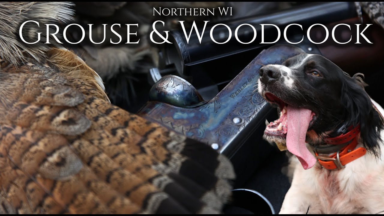 Grouse & Woodcock Hunting Northern WI: English Setter