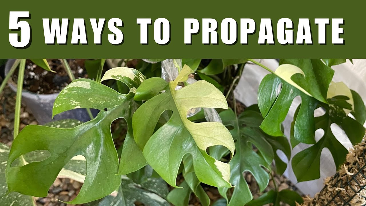 5 Ways to Propagate Rhaphidophora Tetrasperma (Mini Monstera)