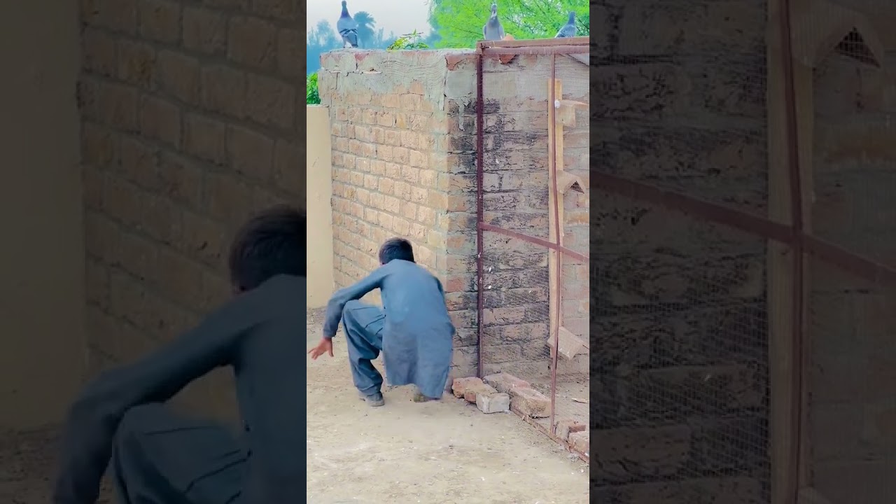 How to make pigeon racing#youtubeshorts#viralvideo#racingbirds#pigeon#pigeonshorts#pigeonviral