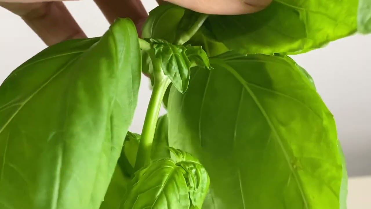 種植技巧：修剪香草 (甜羅勒)