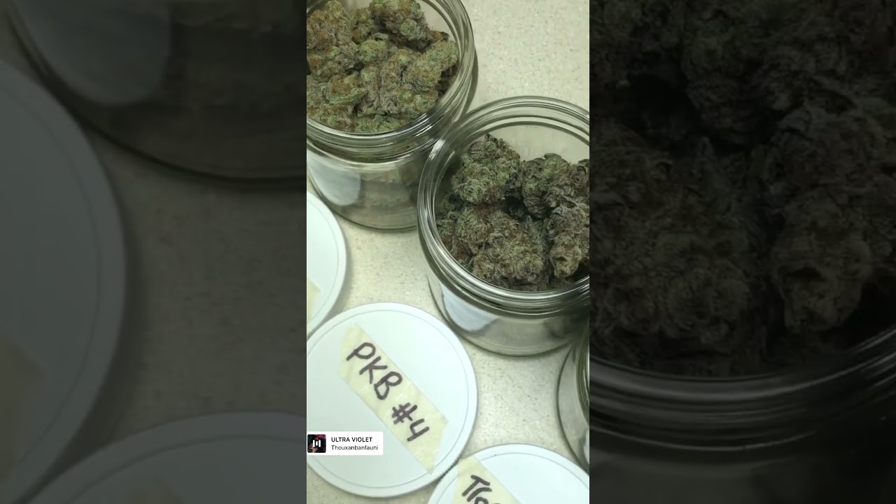 In-house genetics [PKB,Trop Juice] Capulator [MAC Stomper]