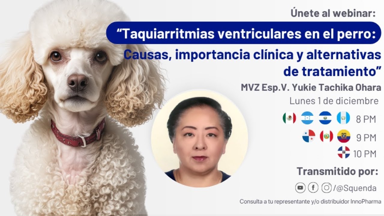 Taquiarritmias ventriculares en el perro: diagnóstico y tratamiento – MVZ Yukie Tachika Ohara