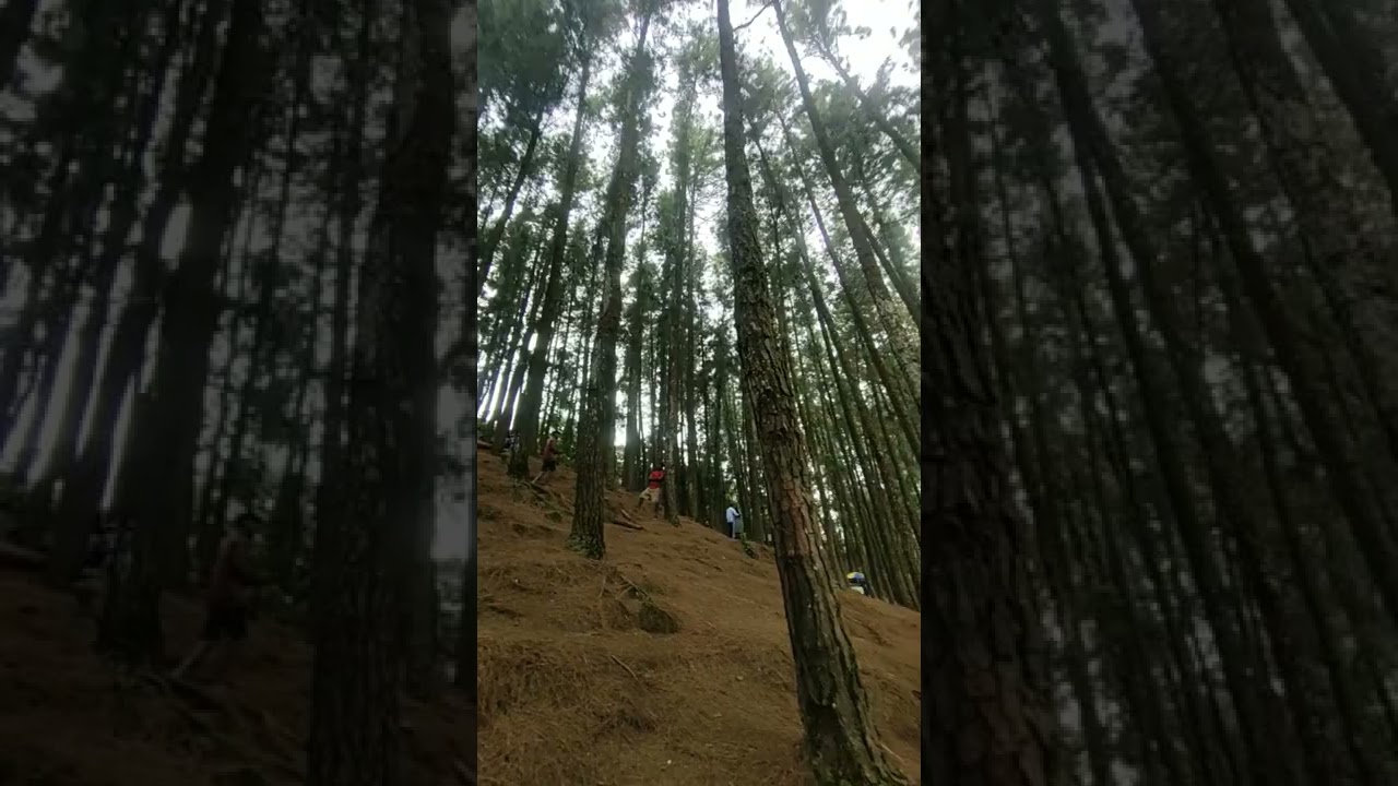 Pine Valley Vagamon View #shorts #vlog
