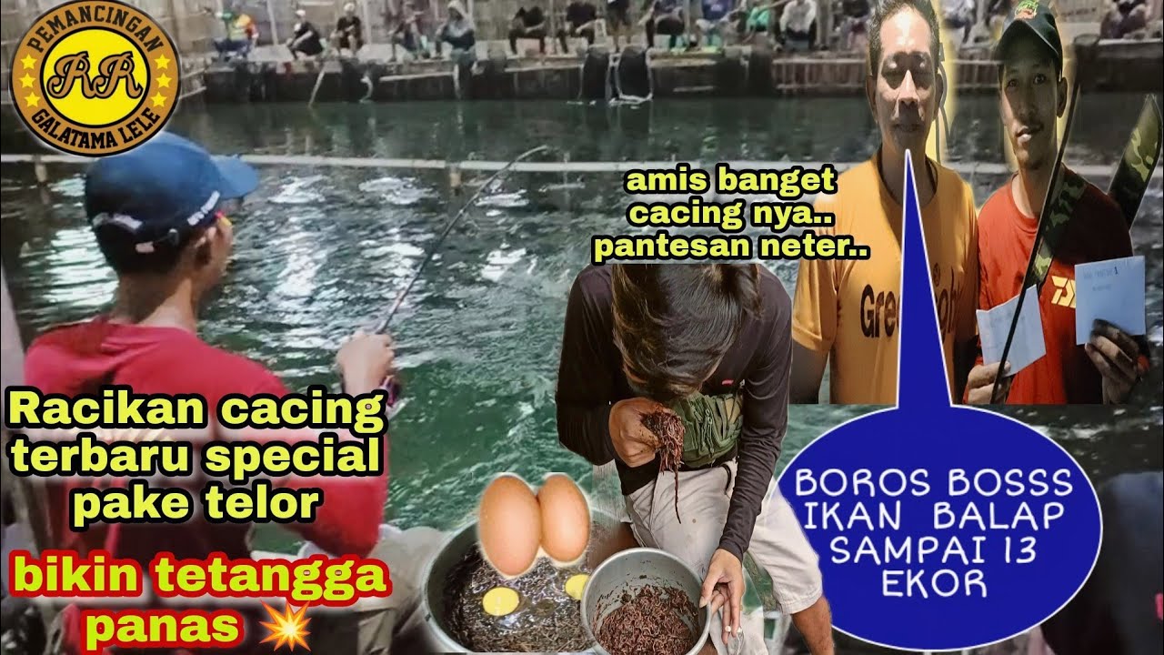 RACIKAN CACING LUMPUR INI BIKIN TETANGGA PANAS ..!!! ALHAMDULILLAH MASUK TOTAL+IKAN BALAP TERBANYAK