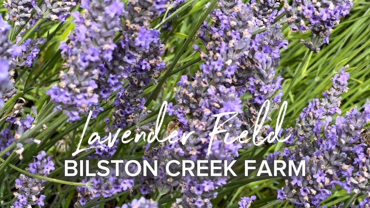 Lavender Field at Bilston Creek Farm (Victoria, BC)