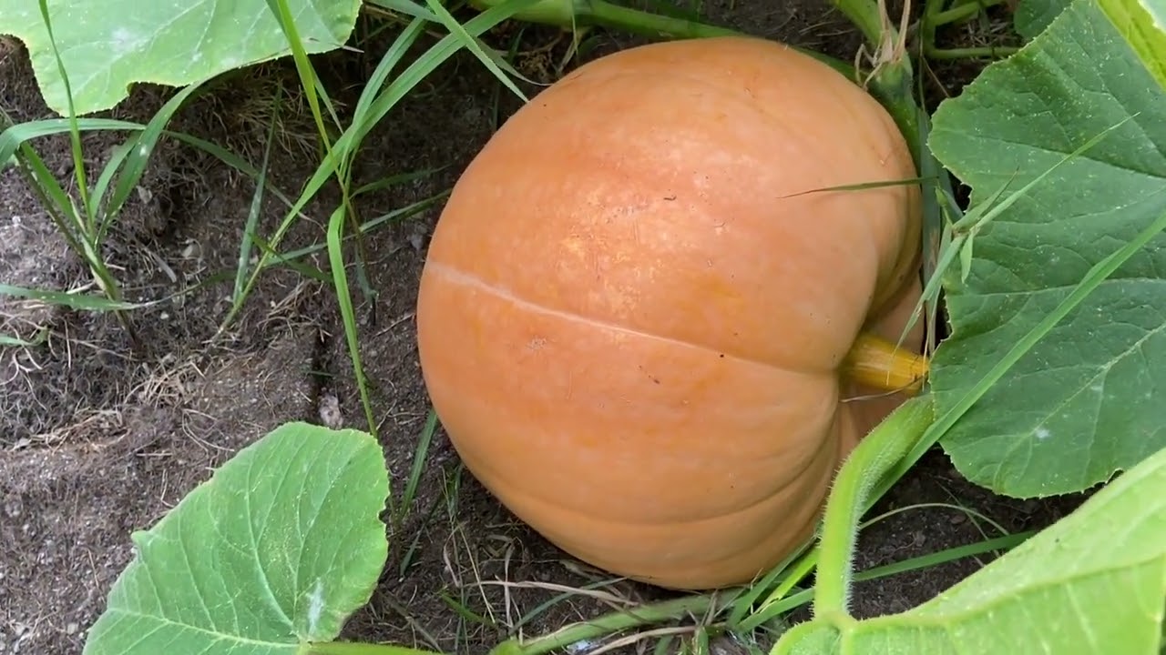 Höstträdgården, matplanering, fyllda skafferier och en ny katt