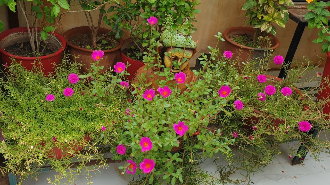 How to Grow and Care Purslane / Portulaca Oleracia || Fun Gardening
