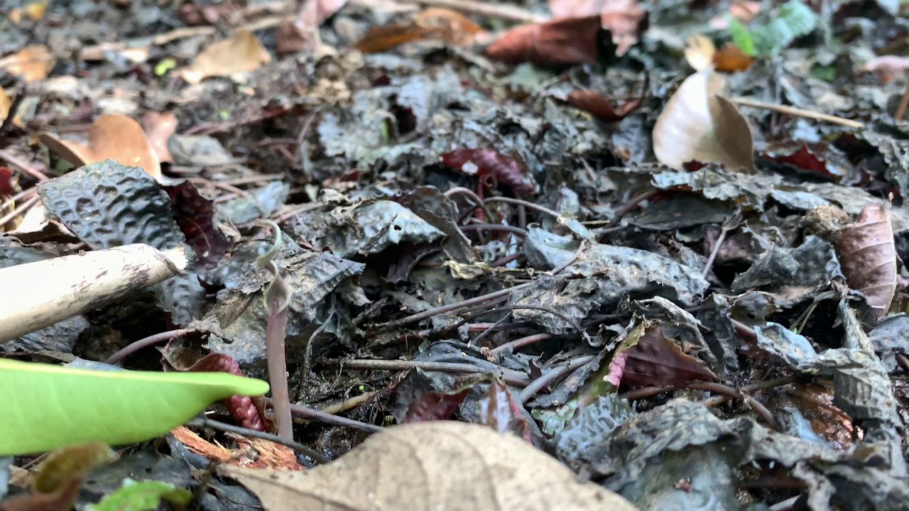 【4K】Cryptocoryne kobayashii Under water work
