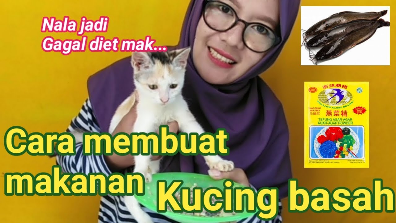 Cara membuat makanan kucing basah // kucing auto gimbul