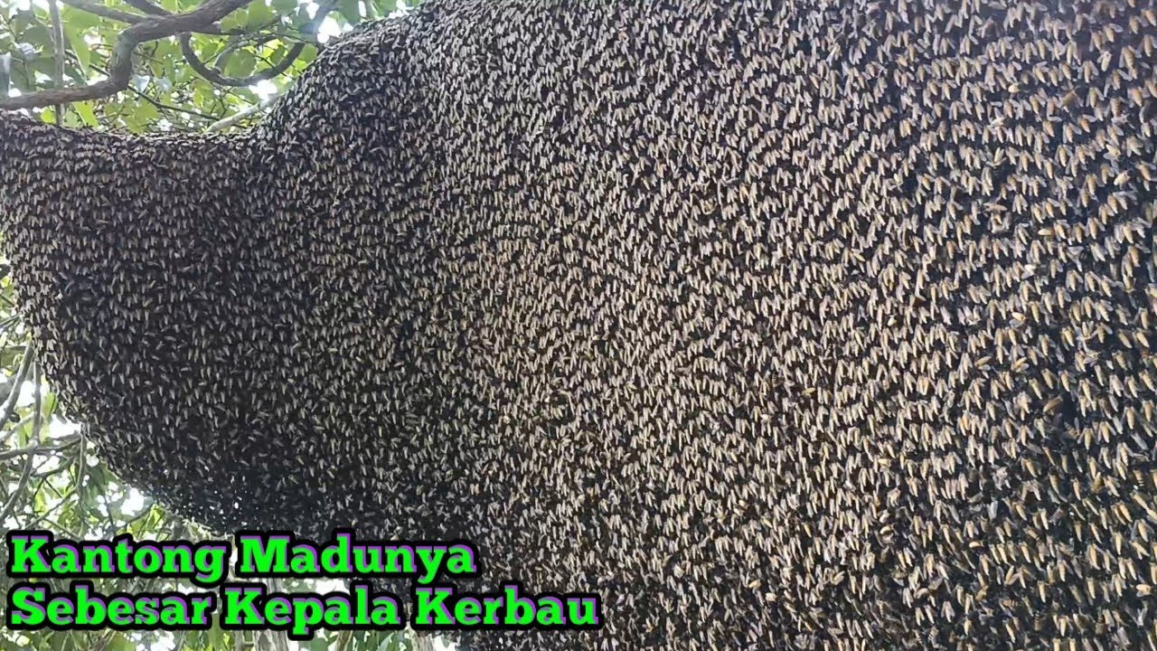 Sarang Lebahnya Sebesar Kerbau Tidur #bee #honey #panenmaduhutan #lebah #hutan #trending #honeybee
