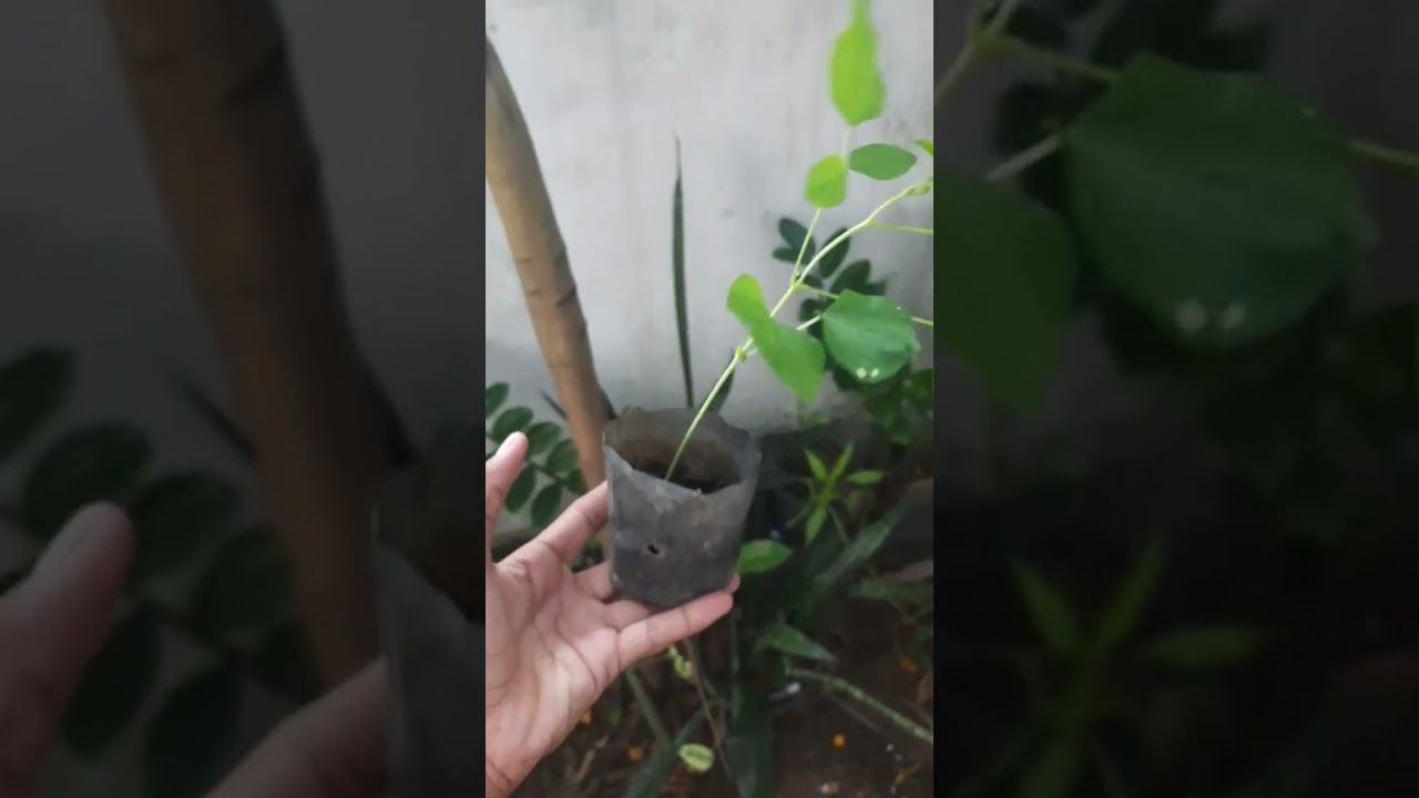 දඹල  පැළ 🌱🐛