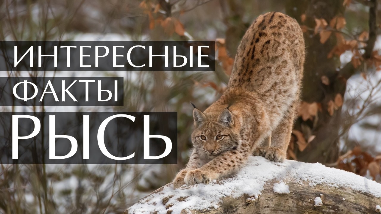 Рысь - интересные факты