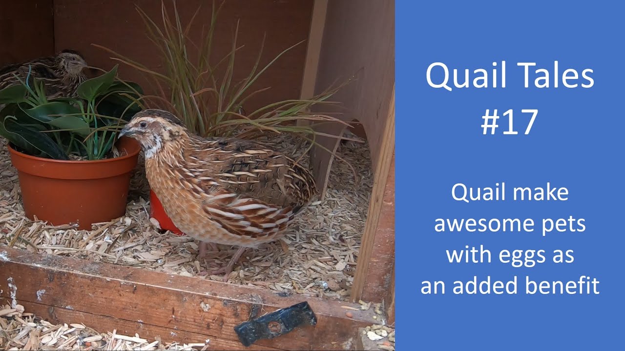 Quail Tales #15 Keeping Quail as pets and for eggs