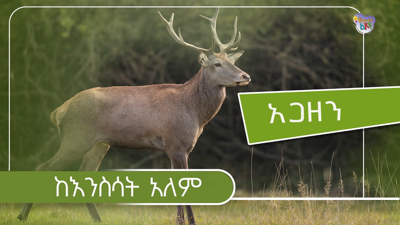 አጋዘን | ከእንስሳት አለም - Animal Life || As-Sunnah Kids የአስሱና ልጆች