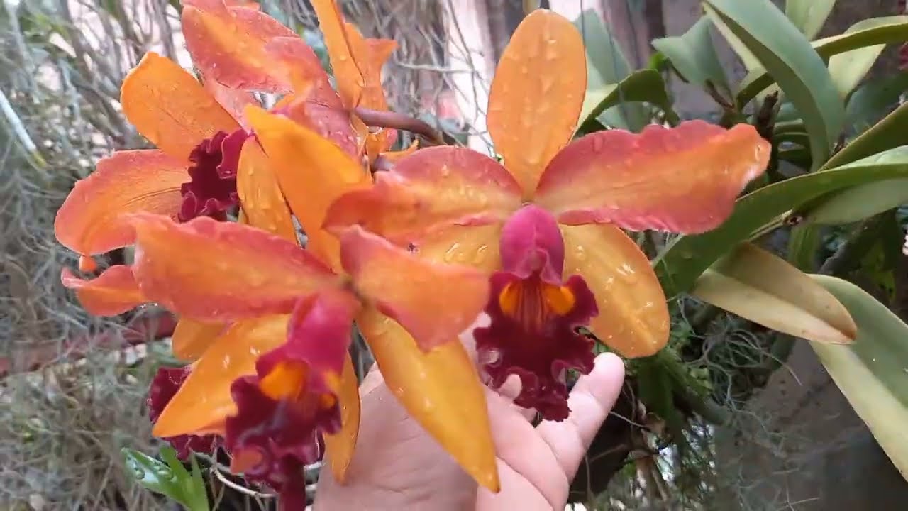 Uma floração linda e perfumada..