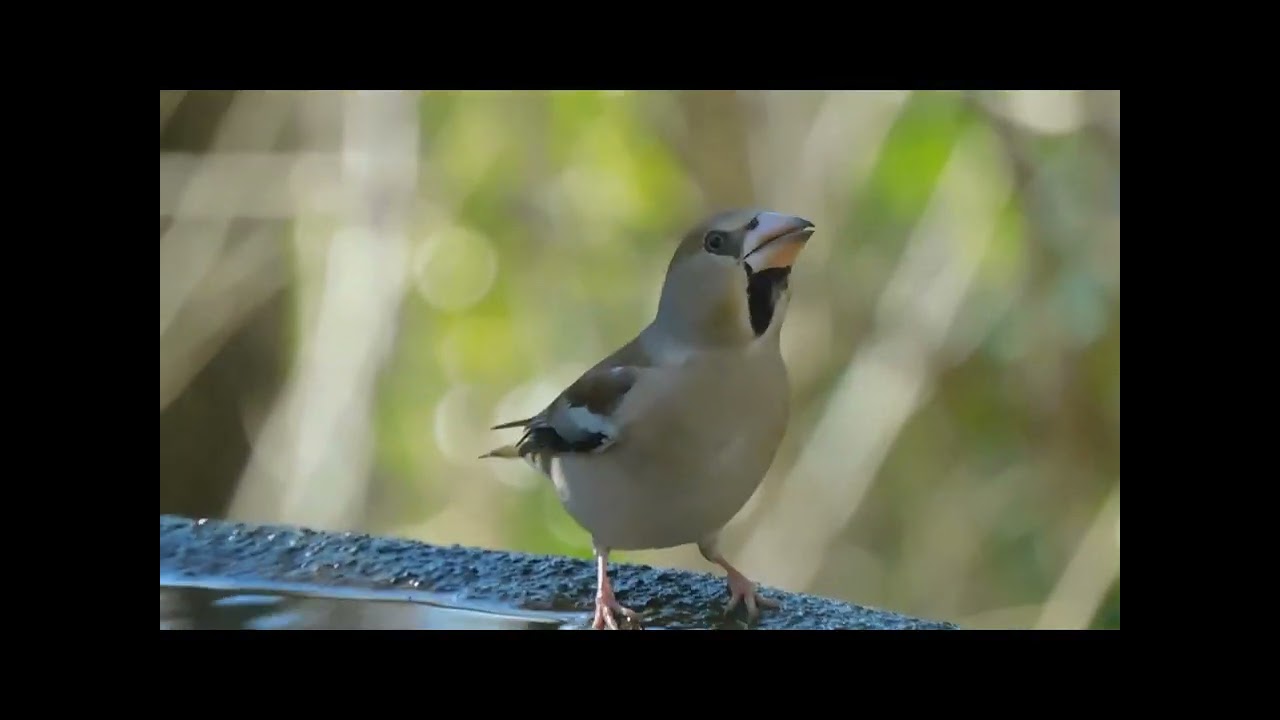 冬の弘法山公園の野鳥たち