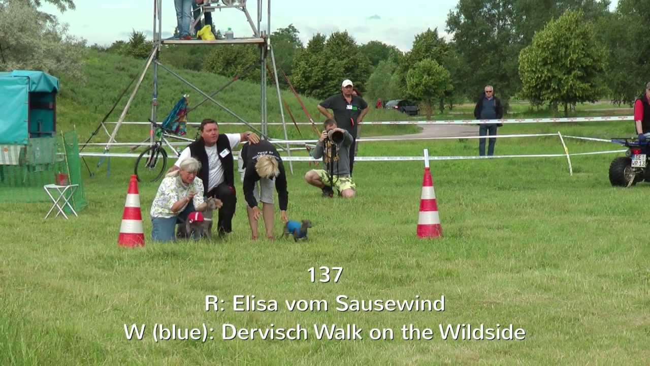 FCI european coursing championchips 2013 italian greyhounds part 1