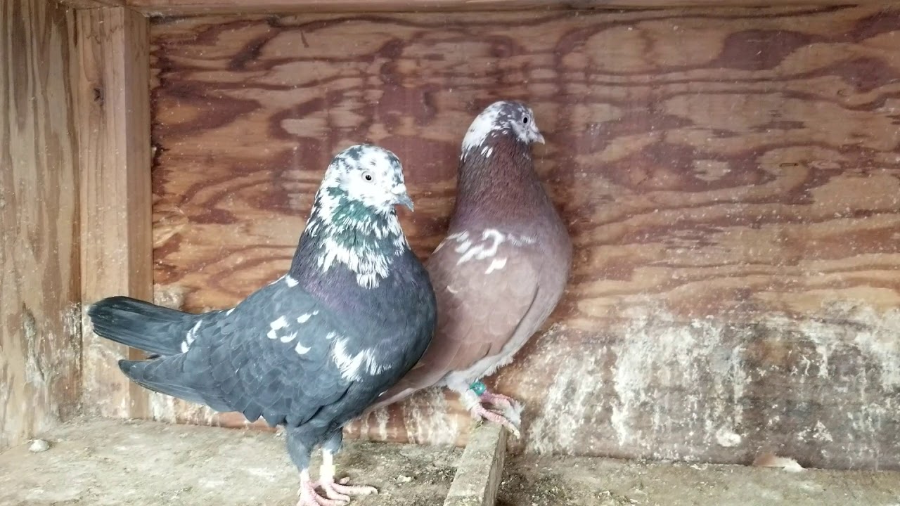2019 Birmingham Roller Pigeon ( Pairing them up )
