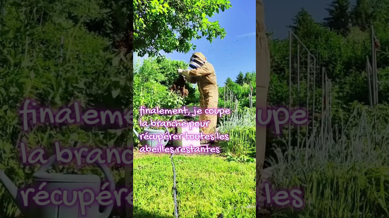 Essaim dans un arbre !!!