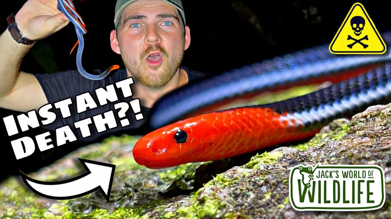 This Snake Causes INSTANT DEATH?! How DEADLY Is The BITE OF The MALAYSIAN BLUE CORAL SNAKE!?