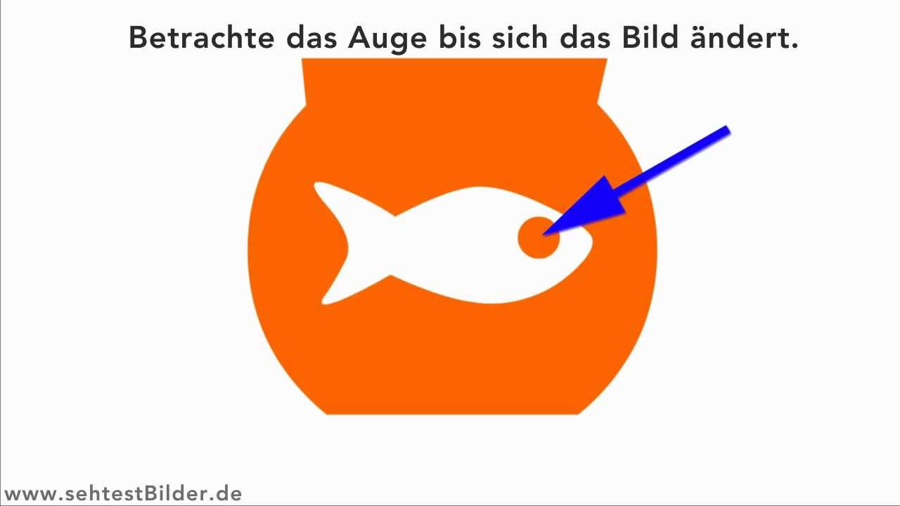 Optische Täuschung GOLDFISCH (Nachbild)