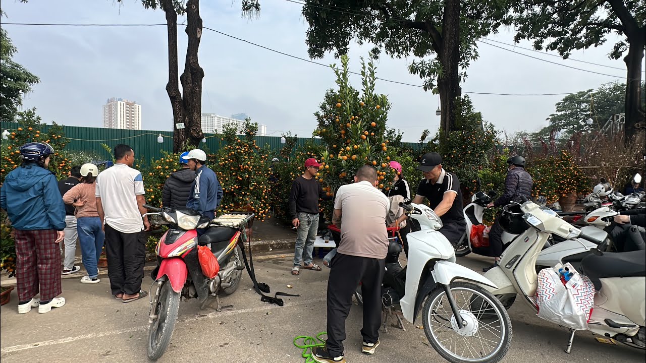 250K CŨNG BÁN - NỐT CÒN VỀ ĂN TẾT, CHỢ ĐÀO QUẤT TẾT LẠC LONG QUÂN SÁNG CUỐI NĂM