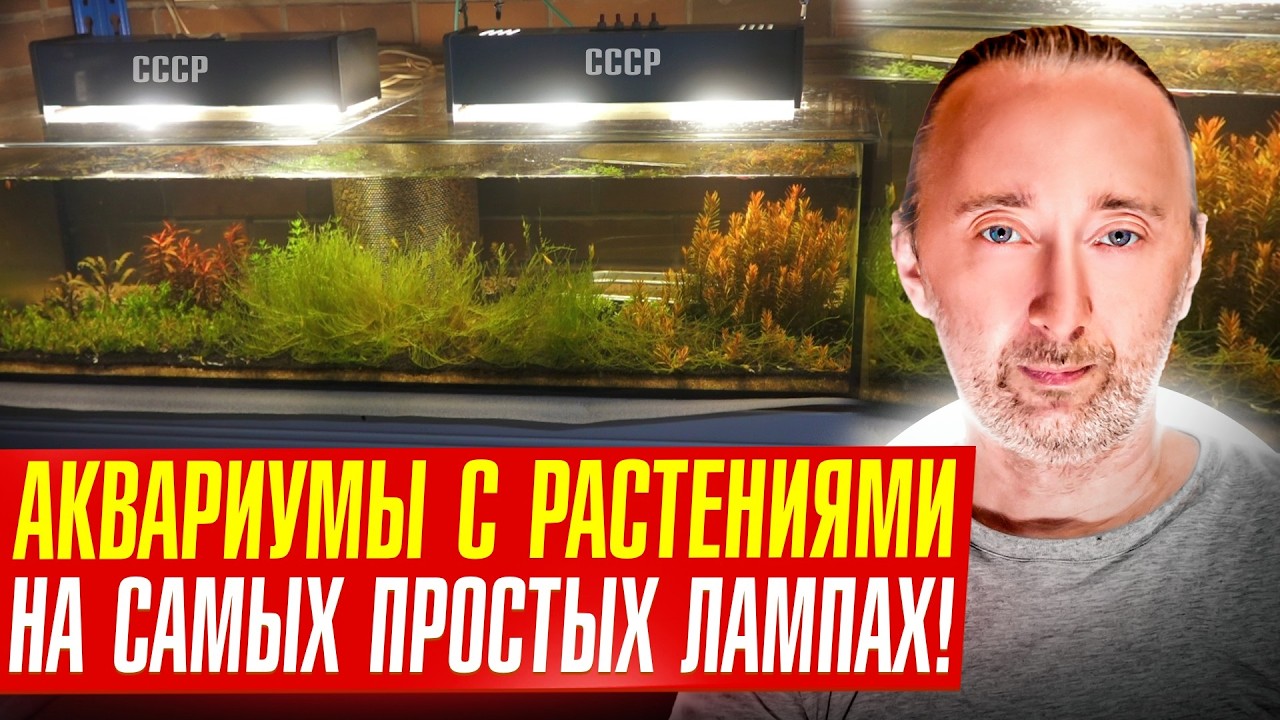 Мои аквариумы в подвале при +15 ° с тритонами и растениями!