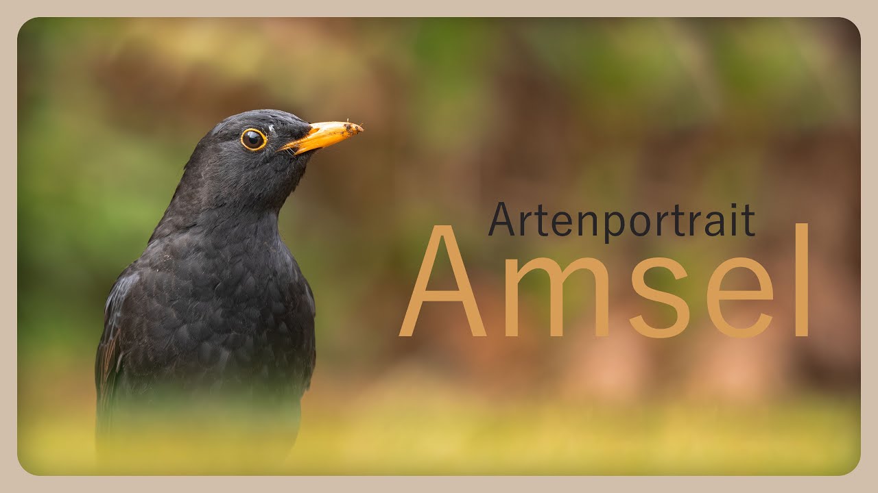 🪶 Die Amsel | Artenportrait
